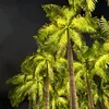 nempalo