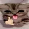 sirmatmmywp