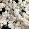 layli7771