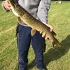 joel_gra12
