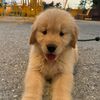 Ranger The Golden