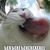 ultrashvabra