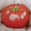 jam_jan7