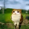 meowlinformacion