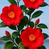 md.hanif6199