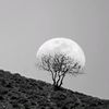 arad.shadfar