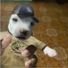 puchuchi7