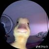 user2475778380098