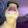 elpatodon