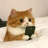 bao24643nu0