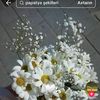 jasmin_3666