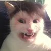 hairycheeseedits556