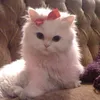 lisa_gyanm0