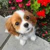 Mycavgracie