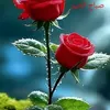 user86263171270932