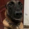 dogchic_oficial