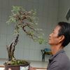 bjbonsai234
