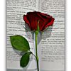 tabassum.mim873