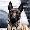 k9 world