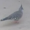 mohawkpigeon