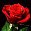 nusrat.neha501