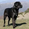 the_meroww