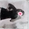 nhincailon_447