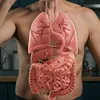 aianatomyhuman