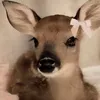 ilaughtatmyownjokes067