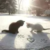 xraaaa_444