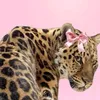 qatar_haider.16
