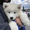 Dogs Lover