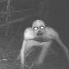 skinwalker.named