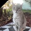 stray.cat.feeder