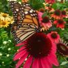 whimzibloomz