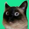 Merv Cat