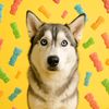 TalaTheHusky