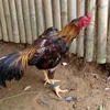 john.wilmar.parre2