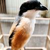 jual.beli.burung7