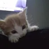 ۶ৎ ⲇⲁⲱⲕ⋆｡‧˚ʚ🍓ɞ˚‧｡⋆