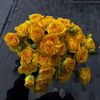 amirlrouh6