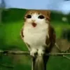 meowl_newsoul1