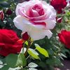 cherry.phoo224