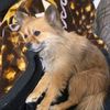 jojodemondog