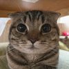 kotic_76