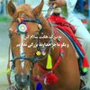shabirhaidari04
