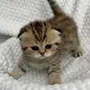 p_linkaa.linka