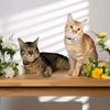 the.meow_journal_
