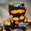 salamandra2238