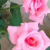 samrataleb1
